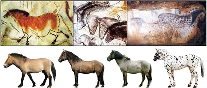 Recent DNA testing of old Tarpan bones reveal that they had as many color combinations as seen on cave walls - including the beautiful dappling gene that was believed to be a domestic creation many thousands of years younger.