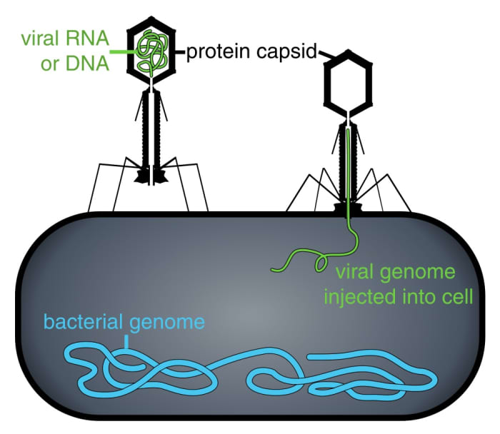A phage injecting its genome (a piece of DNA or RNA) into a bacterial cell.