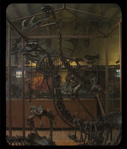 Hunted to extinction, only these skeletons of the magnificent Elephant Birds of Madagascar now remain.