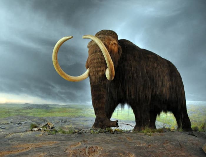 The 15 Most Beautiful Extinct Animals to Ever Live - Owlcation