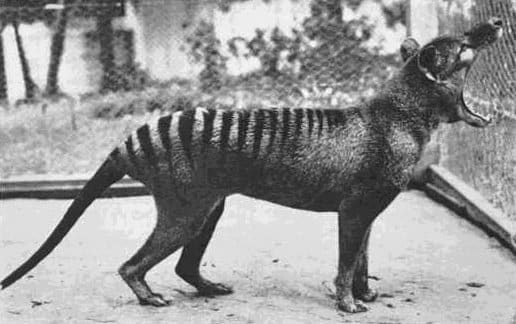 The last Tasmanian tiger, photographed in captivity in 1933. It died in 1936 after being locked out of its enclosure during a heat wave.