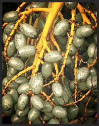 The Chinese Fan Palm grows yellowish-cream flowers which are followed by small oval fruits that are about 1 inch long. The green fruits will turn dark blue or blue-gray when ripe.