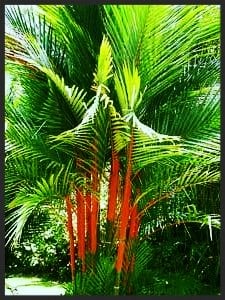 The Lipstick Palm is also known as Sealing Wax Palm, Rajah Palm, and Red Sealing Wax Palm.