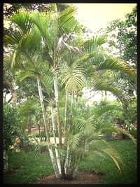 Areca Palms come from the Arecaceae family, also referred to as bamboo palm, golden cane palm, and butterfly palm.