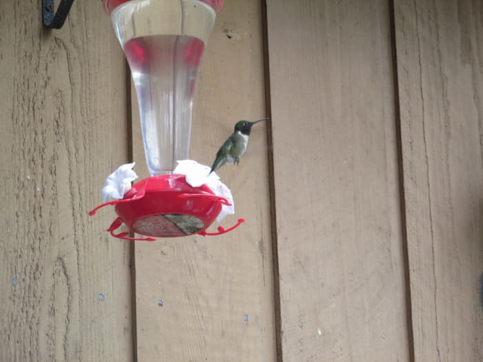 Same Ruby-Throated Hummingbird, but the light is hitting his throat patch at a different angle, and makes it look black.