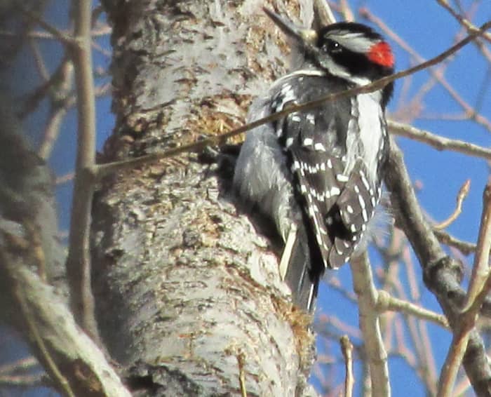 Male Hairy Woodpecker displays his black and white feathers with just a splash of red: An example of mixing melanin and carotenoids.