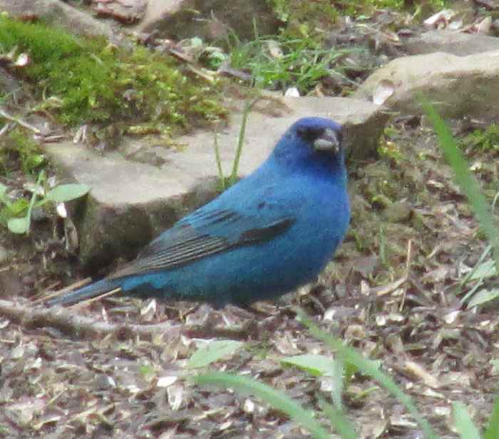 Finches Come in All the Colors of the Rainbow Owlcation