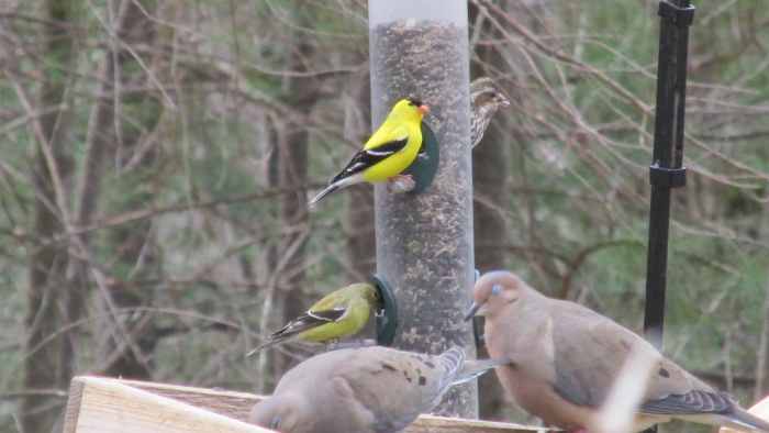 Bright yellow and black male goldfinch, olive green and black female goldfinch and some of the ever-present mourning doves.
