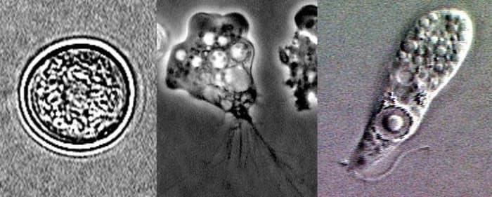 From left to right, the stages of the Naegleria fowleri life cycle shown above are the cyst, the trophozoite, and the flagellated form.