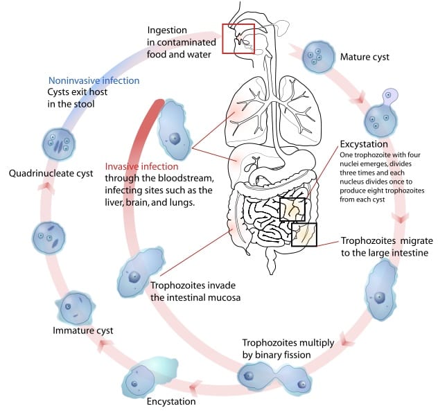 Life Cycle of Entamoeba histolytica