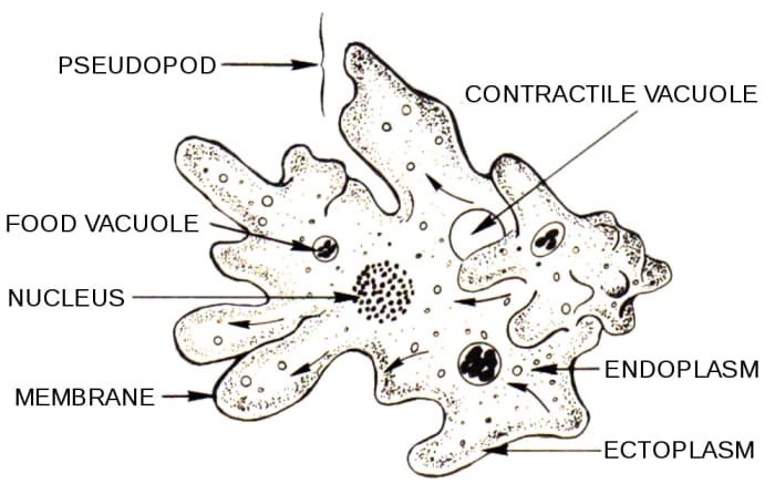 This is a drawing of an amoeba at a particular point in time. The shape changes as the amoeba moves.