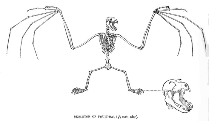 A drawing of the skeleton of the bat known as the Indian flying fox