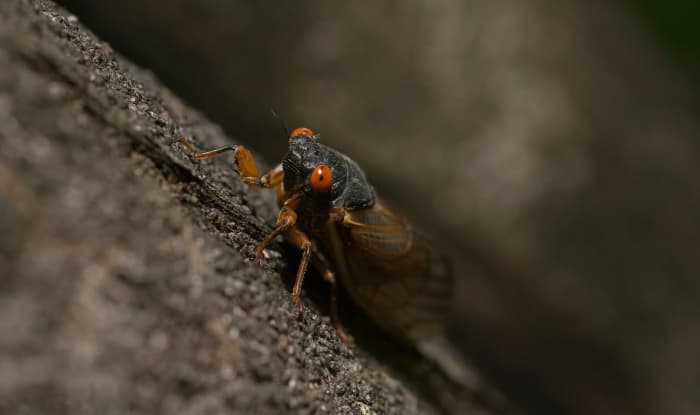 Cicada