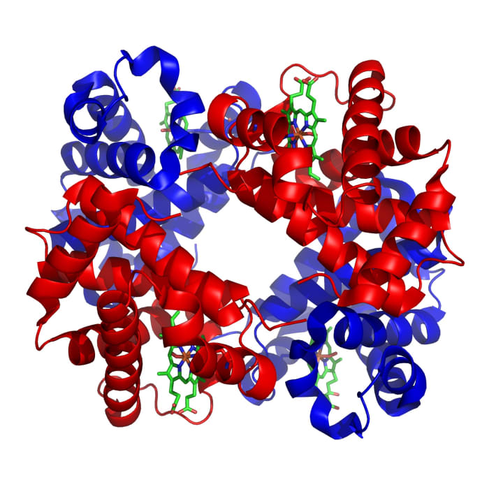 An illustration showing the complex structure of normal hemoglobin