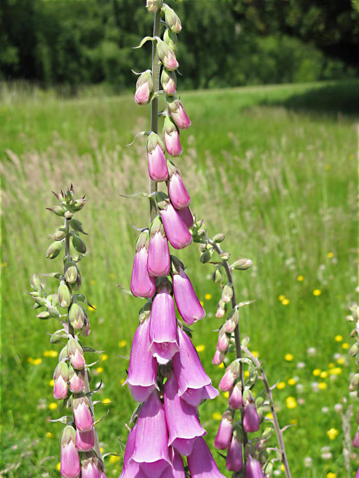 Foxgloves: Beautiful Flowers and Digitalis Health Effects - Owlcation