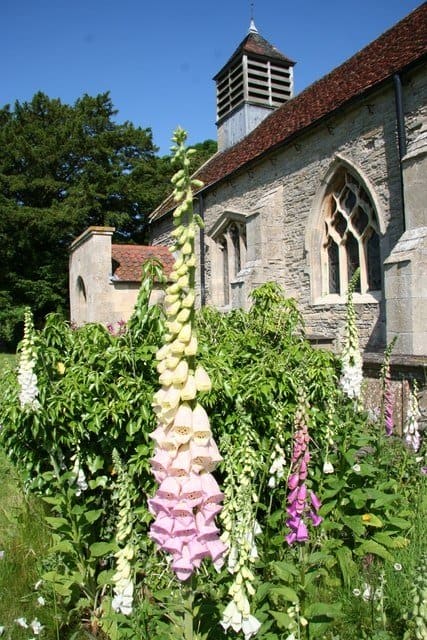 Foxgloves outside an English church. The spire in the foreground bears flowers of two different colors—pale yellow and light pink.
