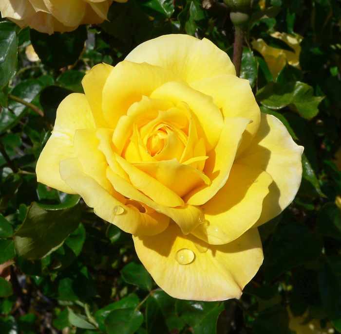 Roses Plant and Flower Facts, Photos, and Symbolic Meanings Owlcation
