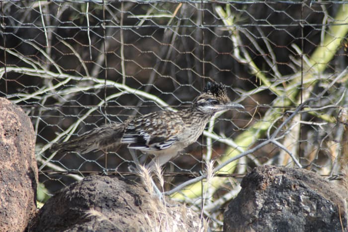 Although there's chicken-wire in the background, this little guy is happily wild, perched in front of my fence.