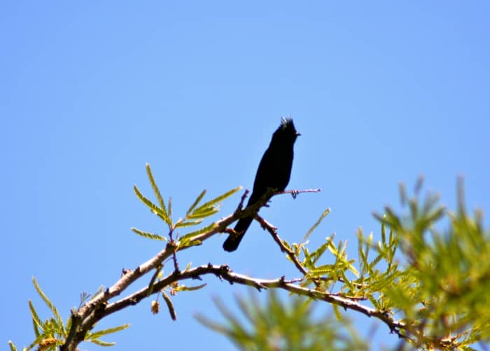 The roadrunner's camera-shy neighbor, the phainopepla, in the ubiquitous mesquite tree.