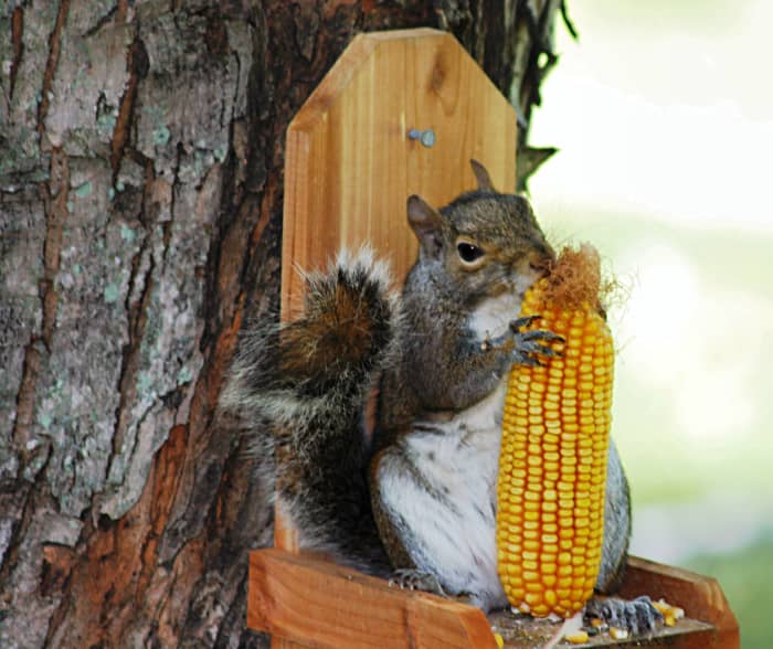 Squirrel teeth never stop growing, so they sharpen them on whatever is available. Dried corn on the cob is a favorite treat.