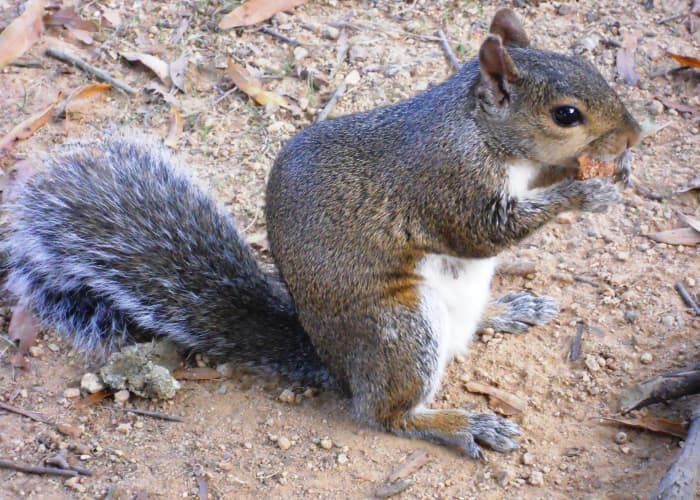 Squirrels have many life lessons to teach humans -- if we pay attention.