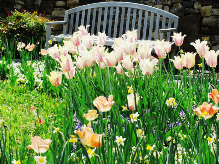 Squirrels often find tulip, daffodil, and other flower bulbs irresistible. Everyone has to eat.