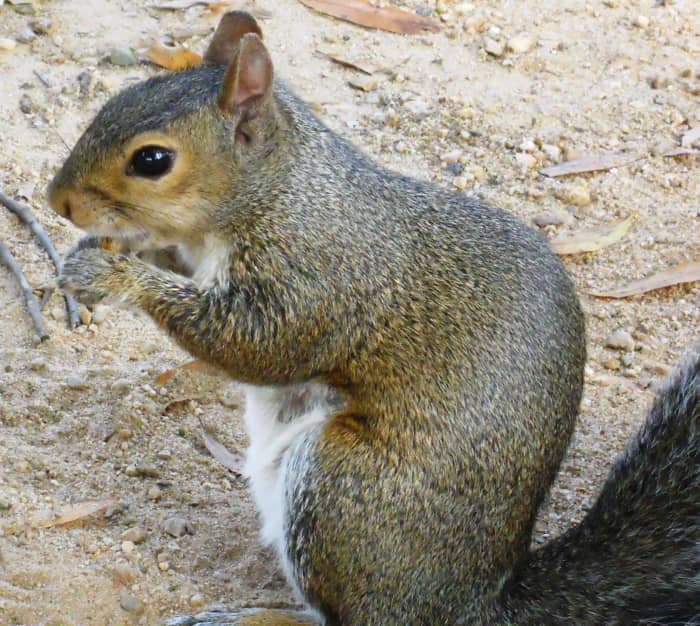Squirrels are adaptable and live in many areas: trees, city parks, the ground.