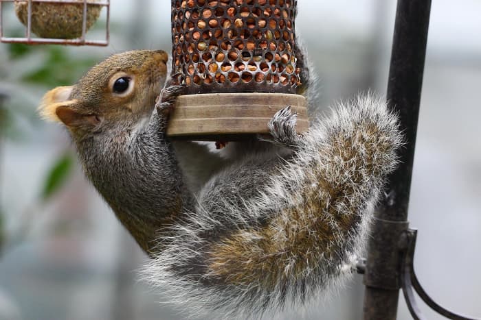 Embrace the struggle. Squirrels are as adaptable as they are cute.