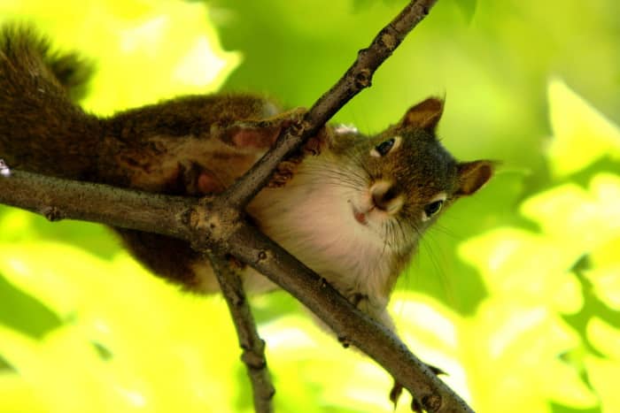 Okay, so they take more than their fair share from your bird feeder, take up residence in your attic, and chew up your flower bulbs before they can even bloom. But they sure are CUTE!