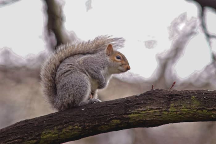 This squirrel uses his versatile, bushy tail to shield himself from inclement weather.