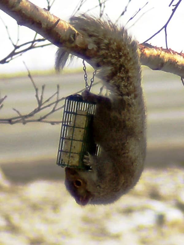 Squirrels can go to great lengths to get what's coming to them. You have to admire their tenacity and acrobatics. Don't be a hater.
