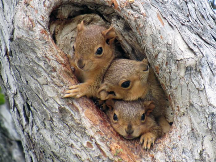 These cute baby squirrels look cozy but do they have an escape hatch?