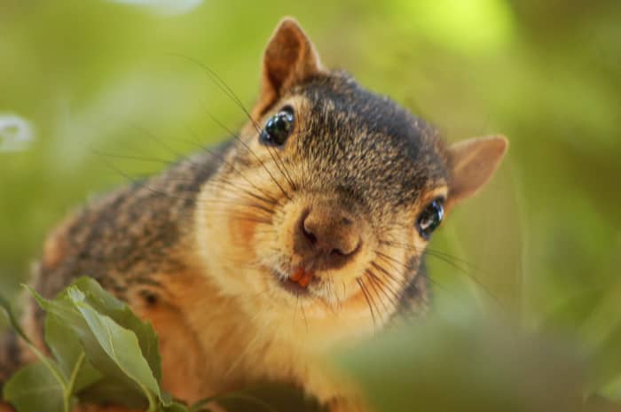 Squirrels must continually chew on tree branches, nuts hulls and other objects to wear down their teeth because they never stop growing.
