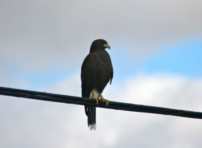 A vigilant hawk makes it easy to see why we refer to people as "hawkish" or "hawk-eyed."