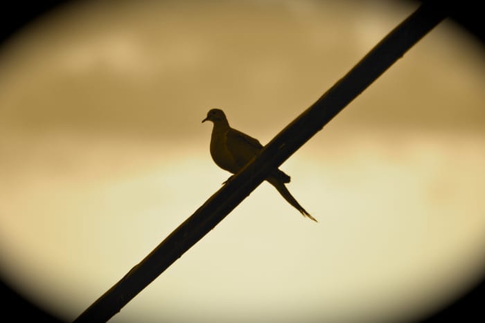 "Like a bird on a wire ..." -- even Leonard Cohen was inspired by them!