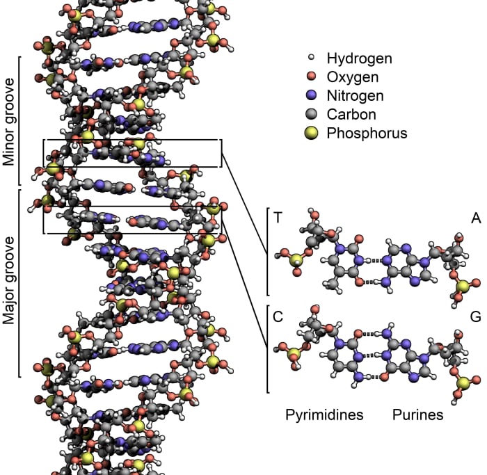 DNA is a long molecule with a complex structure. This illustration shows only a small section of the molecule.