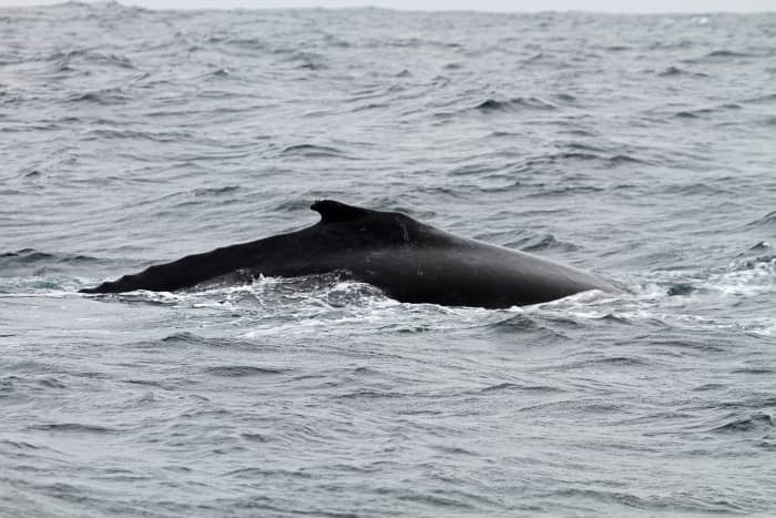 Humpback Dolphin Facts: A Creature of Unusual Colors - Owlcation