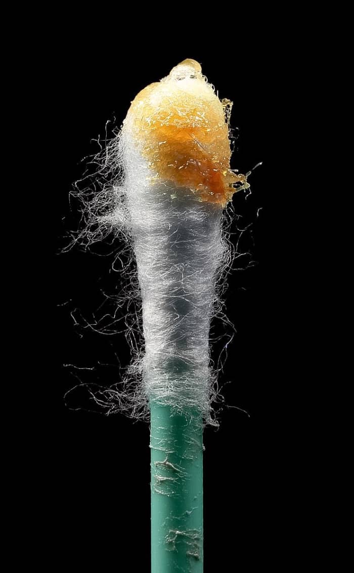This picture shows wet earwax on a cotton swab; it's important to note that a cotton swab mustn't be inserted into an ear