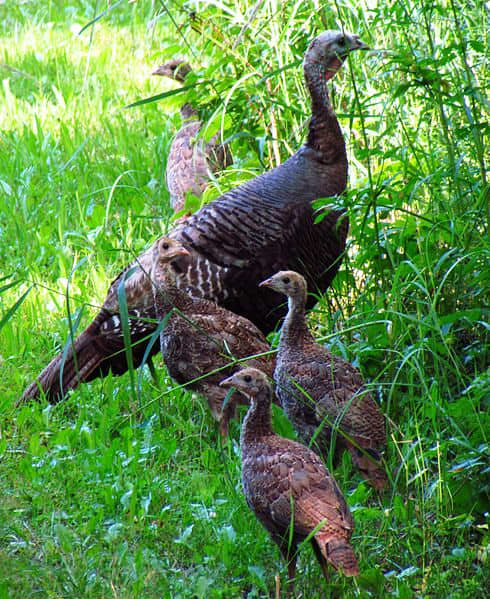 Faces only a mother could love. Turkeys are groundnesting birds and thus depend on their mothers until they can fly. Mama hens issue orders to hide, scatter, or return, and the babies listen to her commands. Their lives depend on it.