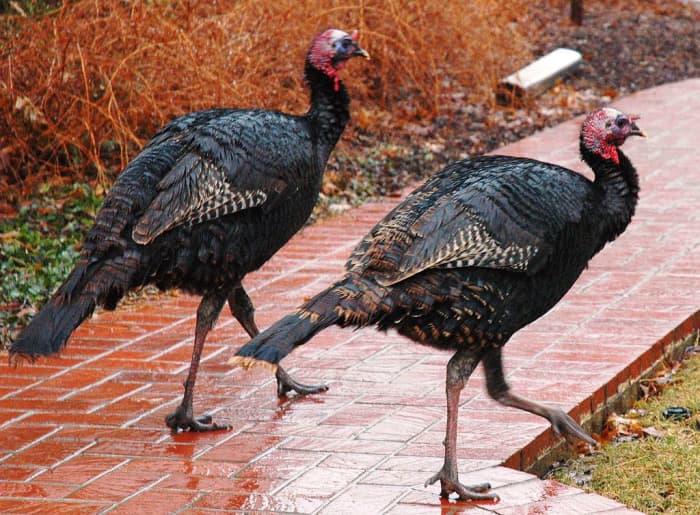 Don't worry, baby, we got this! Let's strut our stuff! Wooo-hooooo!
