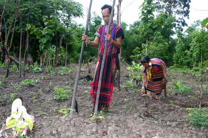 In contrast, farmers like these often have to work from dawn to dusk for food often lacking in essential nutrients.