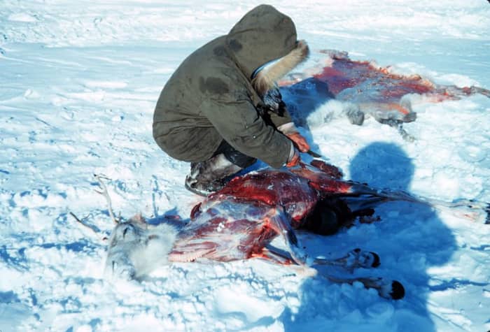 Subsistence hunter butchering a caribou, 1949. Photo by Harley, D. Nygren, courtesy Wikimedia Commons.