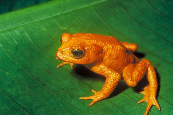 The Golden Toad, extinct since 1989 due to climate change. Photo by Charles H. Smith, of the U.S. Fish and Wildlife Service, courtesy of Wikimedia Commons.