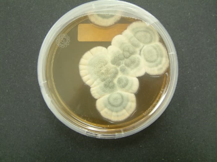 Penicillium chrysogenum (or Penicillium notatum) growing in a Petri dish containing nutrient material