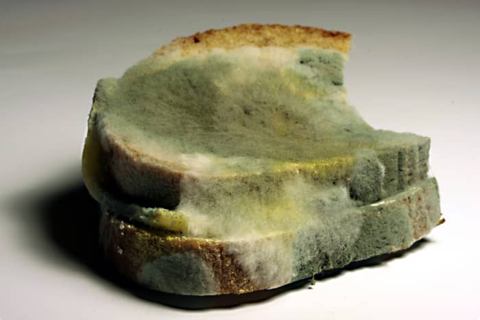 Mold growing on bread
