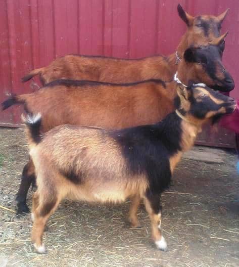 The differences in breeds. The first is a nigerian dwarf, the middle is a mini breed (like a mini-alpine but a mini-oberhasli in this picture), and the last a standard.