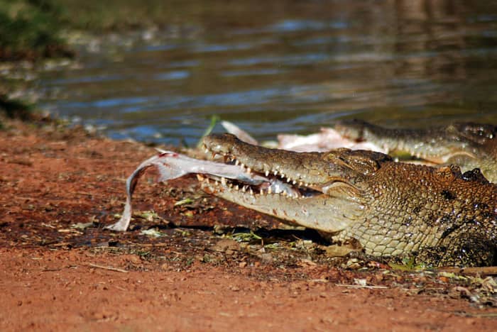 Saltwater Crocodile. With its aggressive nature, powerful bite and ability to camouflage itself for long periods, this croc is a fearsome predator. Humans don't usually feature on its menu, however, so it'll usually only attack them by mistake.