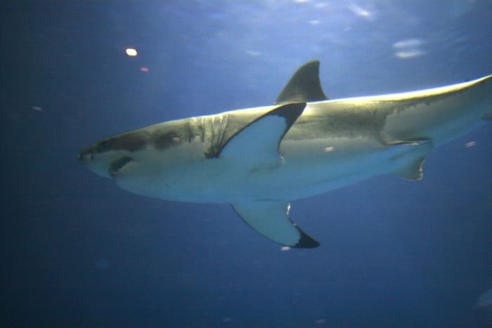 The great white shark was made famous by the movie, Jaws. These swimming killing machines are huge. They find humans too bony to eat, however, so only attack people when mistaking them for other prey.
