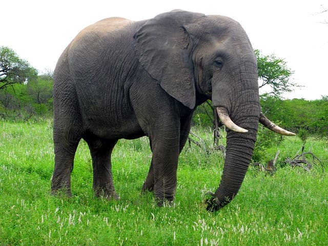 African Elephant. Elephants are so big and heavy that even a small temper tantrum can result in serious injury or even death.