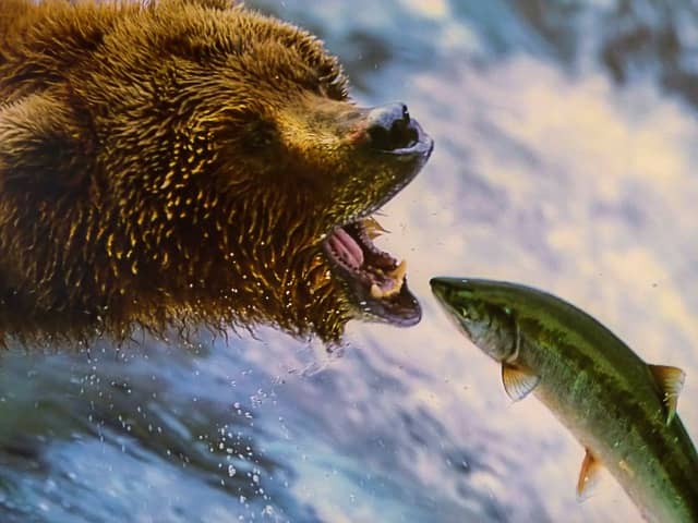 Grizzly Bear. These bears are larger than black bears and more aggressive. Their numbers have declined over time in North America, however, due to over-hunting and other human behavior.